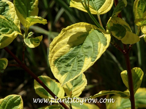 Hedgerows Gold Dogwood (Cornus sericea)
The typical leaf variegation with the green center and irregular yellow toward the edge. All images were taken mid to the end of May.